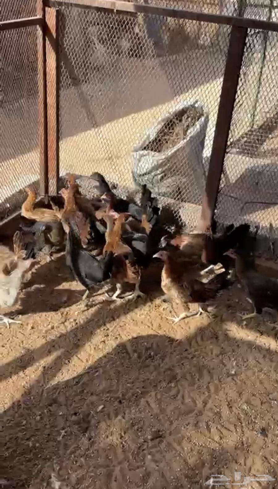 للبيع دجاج بشاير وفراخه دجاج64401271740291110