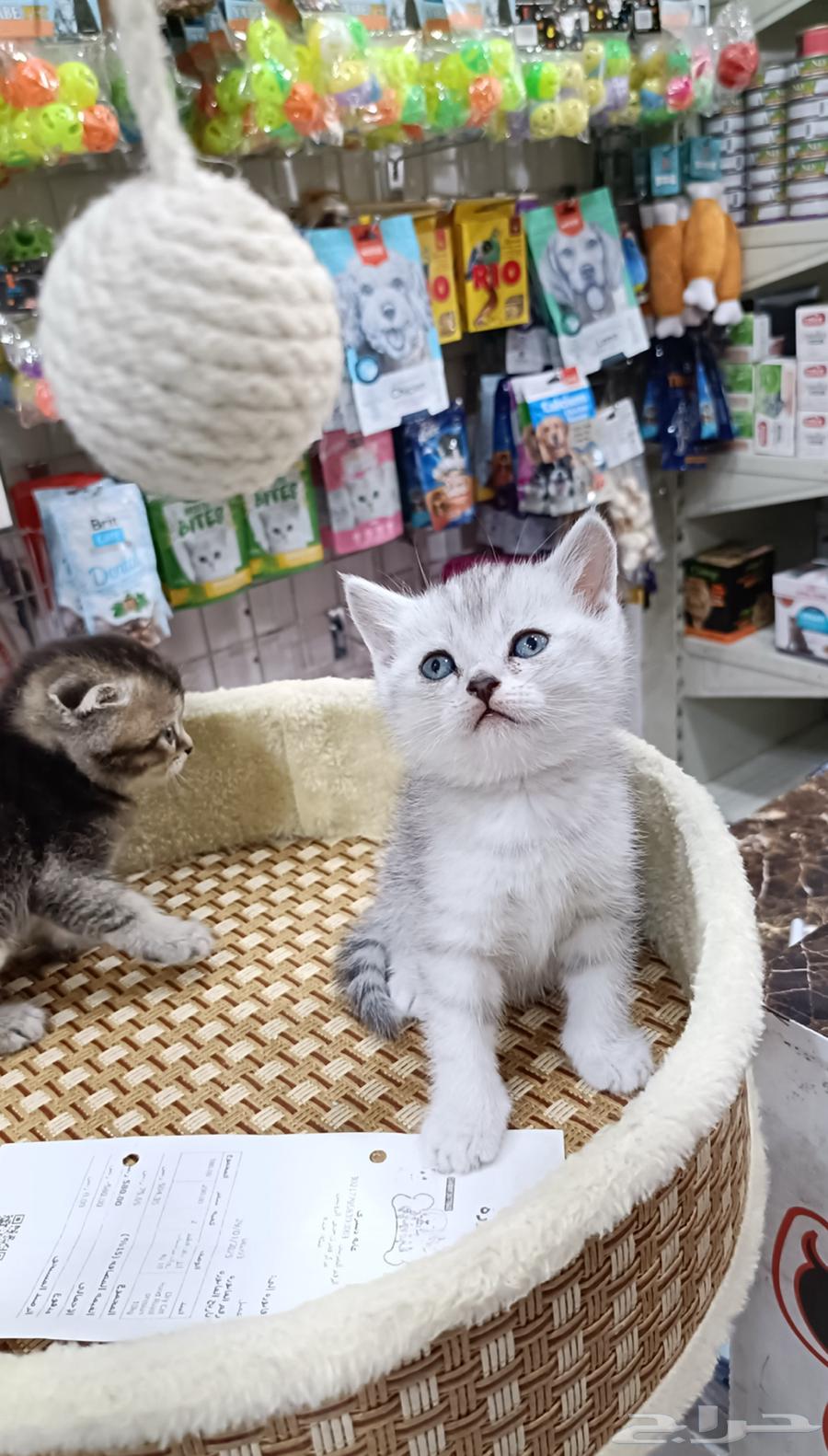 اسكتوش فولد كتن 40 يوم سليمه64398967085825114