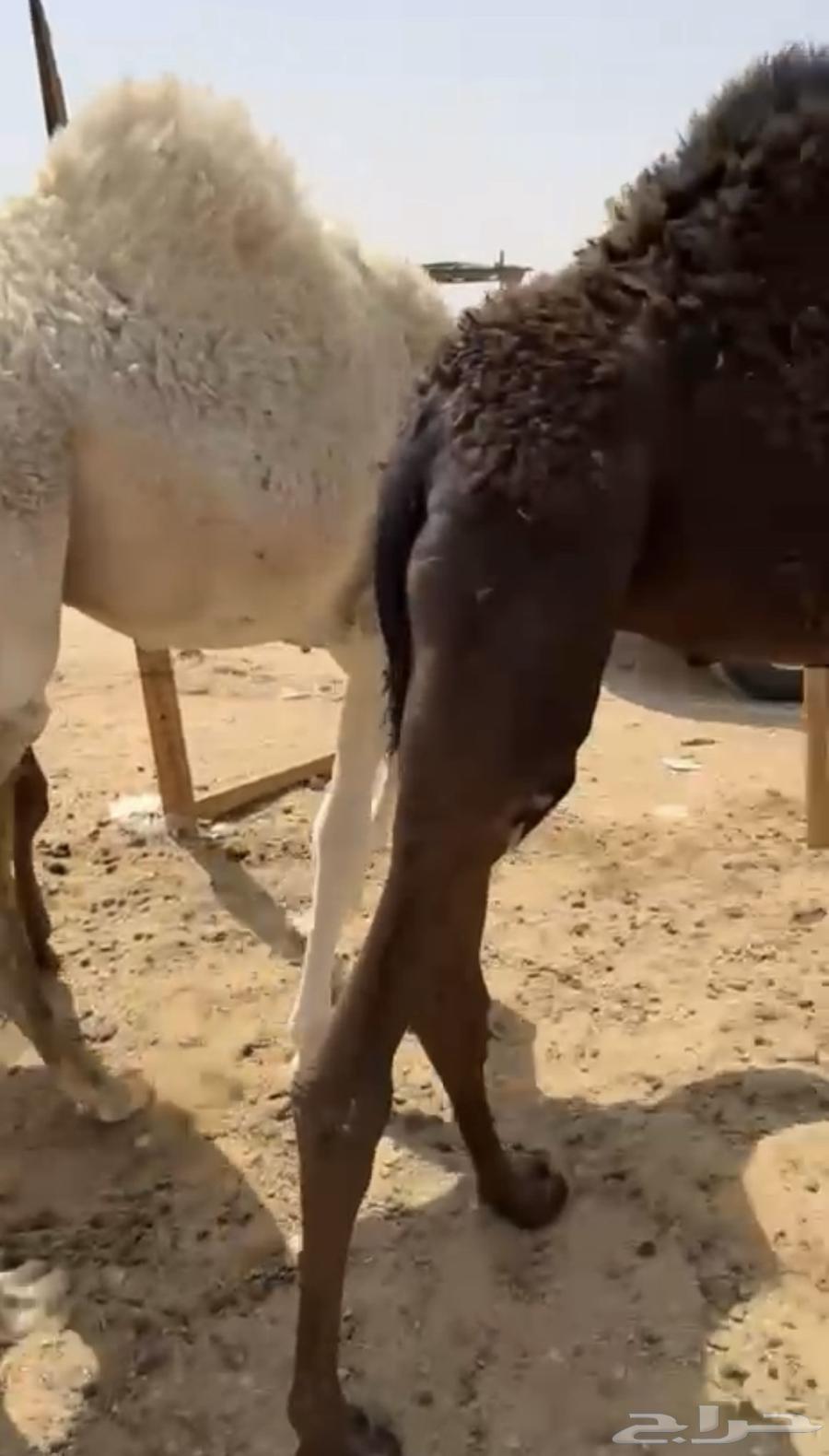 للبيع حشوان. طيبه مغلقه السوم 5200 للبيع جمله ولا تفريد64399856627587112