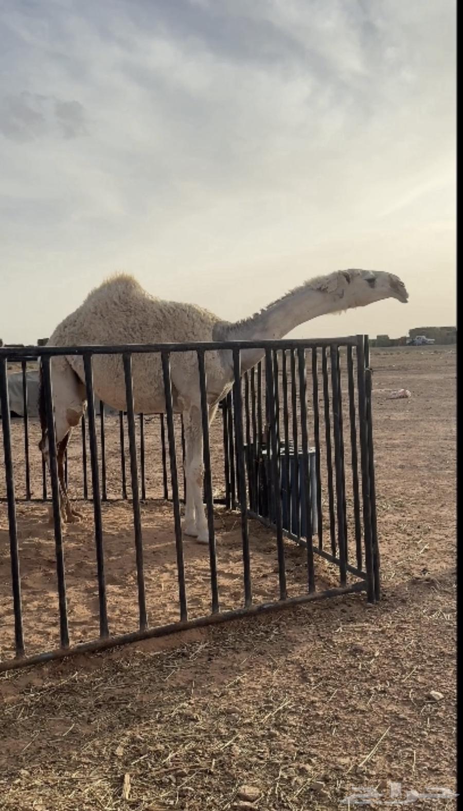 بكره للبيع64397687196929111