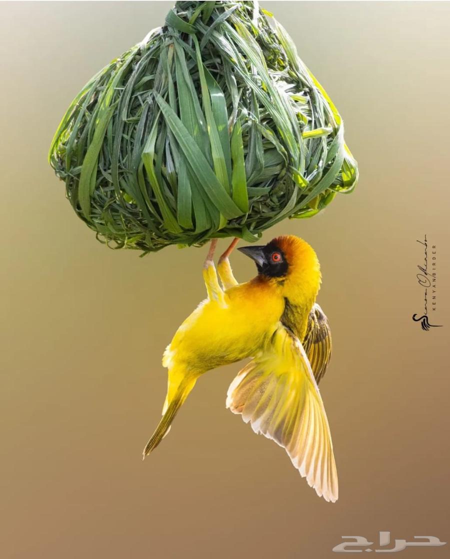 طيور النساج والعصفور العربي64393666029953110