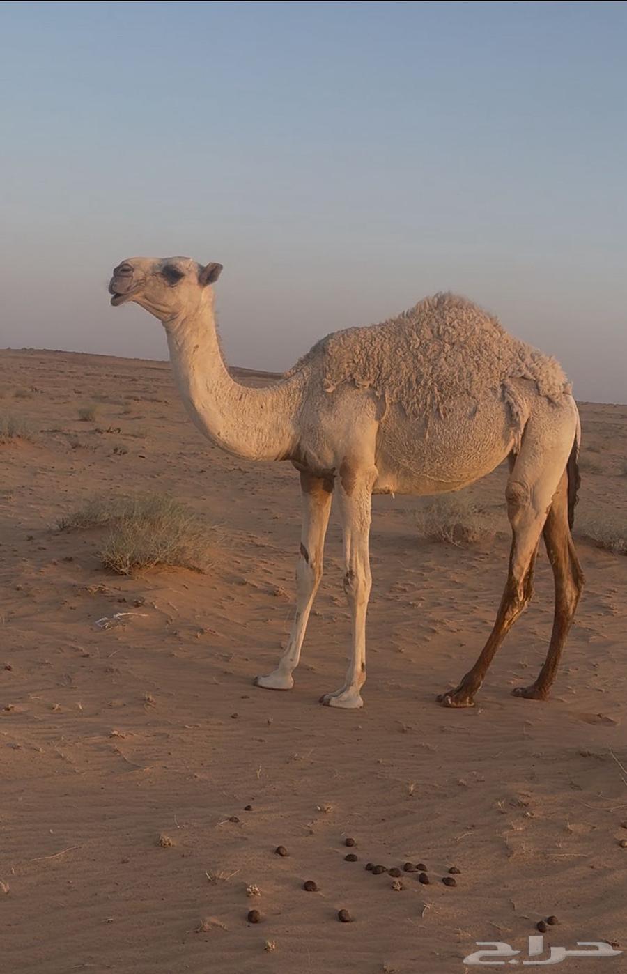 للبيع بكره باتلية وضحا64400466834306110