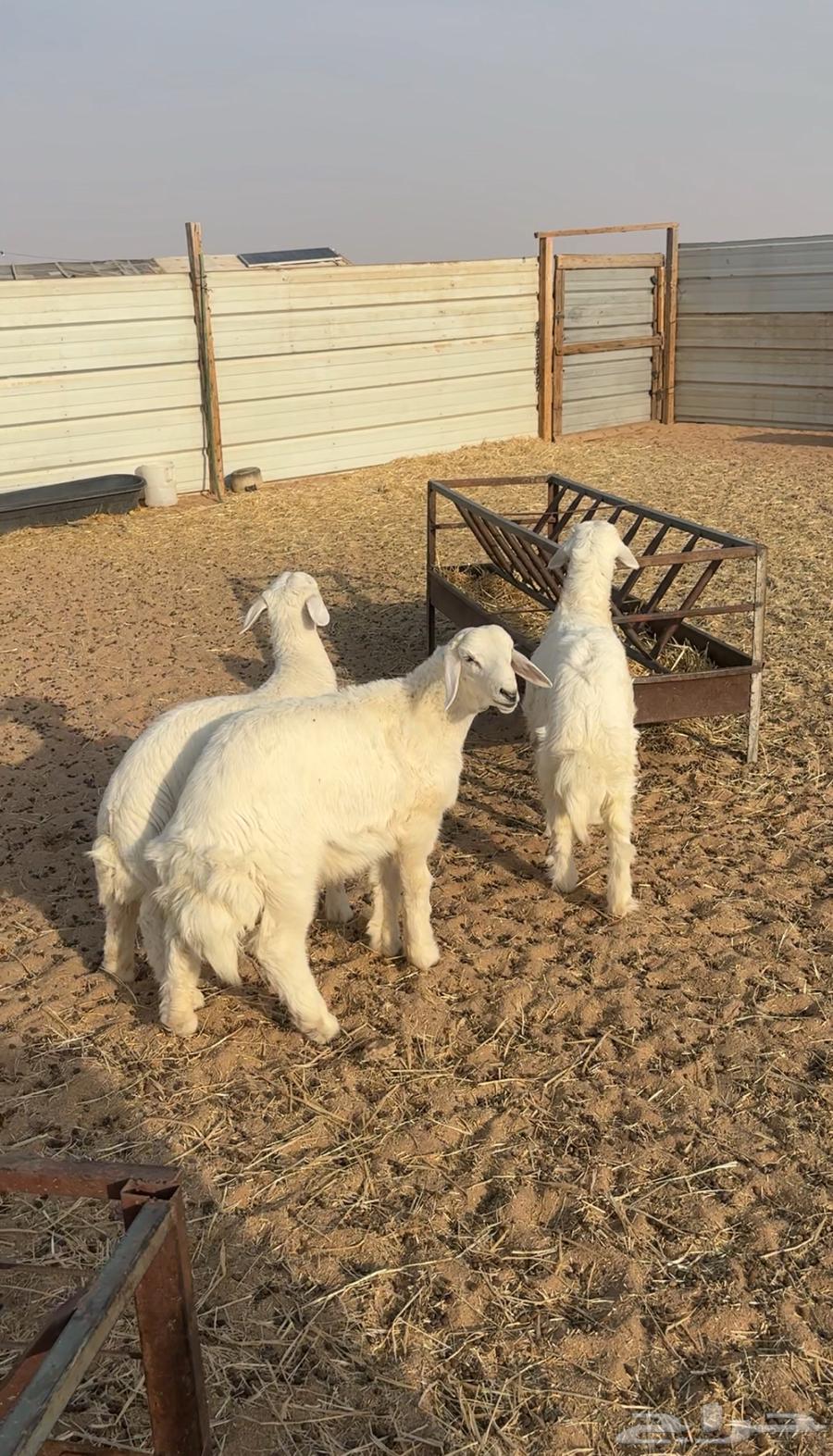 للبيع 3خرفان طيبه جدا سمان ونضيفه64398256673283110