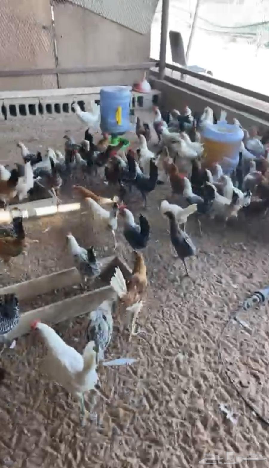 للبيع دجاج بشاير وفراخه دجاج64401271740291112