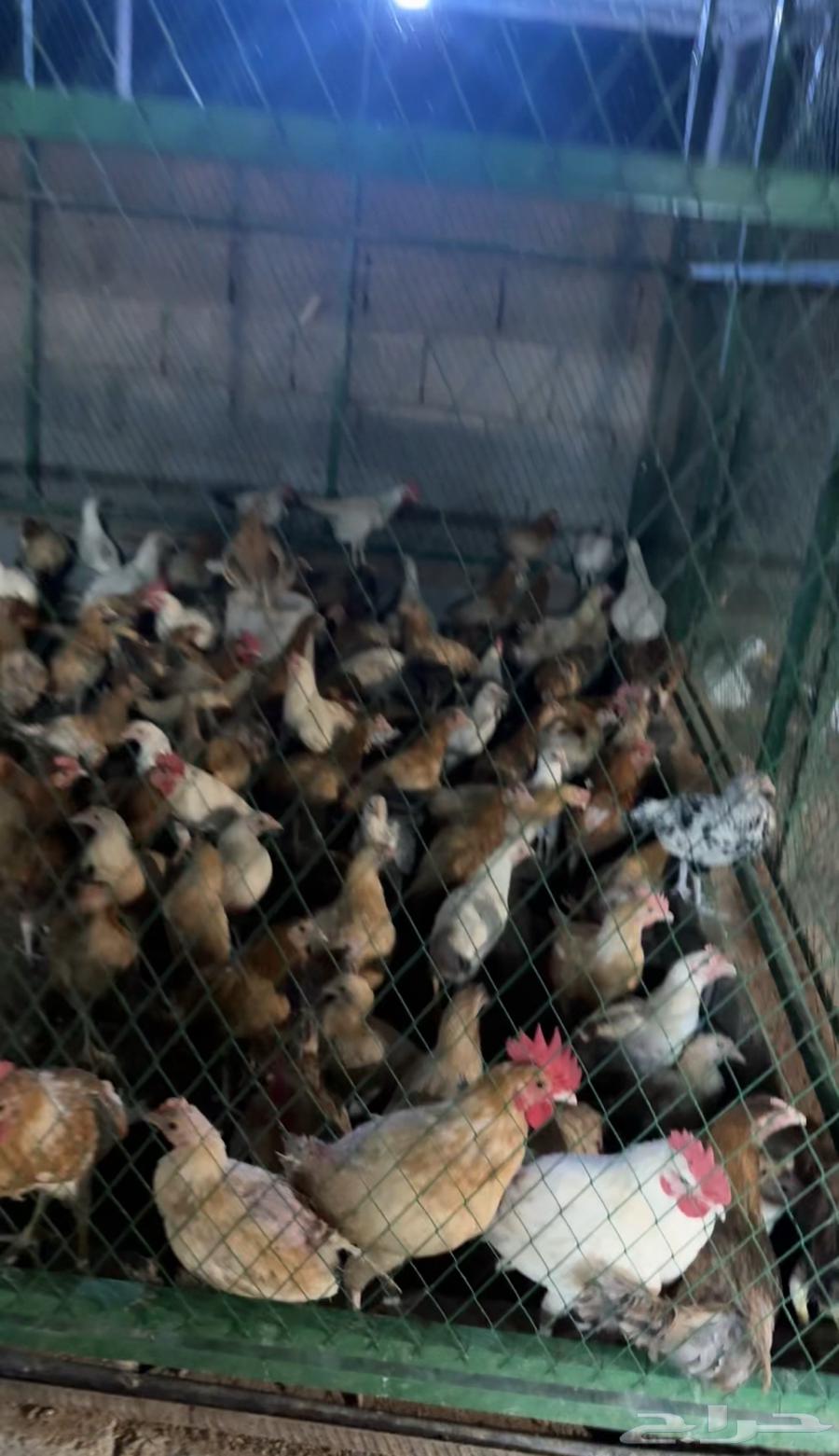 دجاج بلدي بشاير الاعمار من 3 اشهر الى 4 اشهر64397339643138111