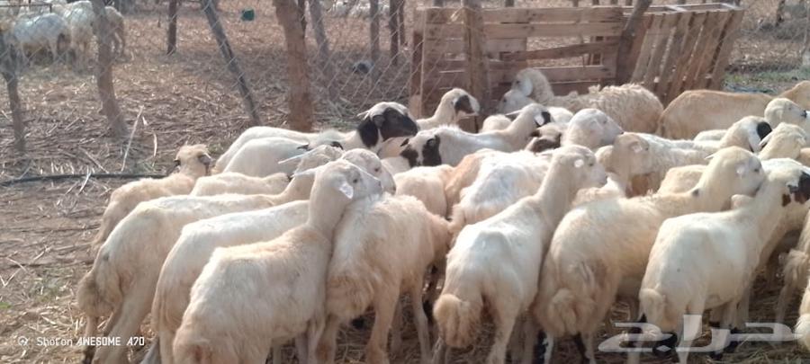 رخال مهجن حري من 550ريال64374744394883113