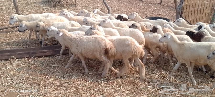 رخال مهجن حري من 550ريال64374744394883114