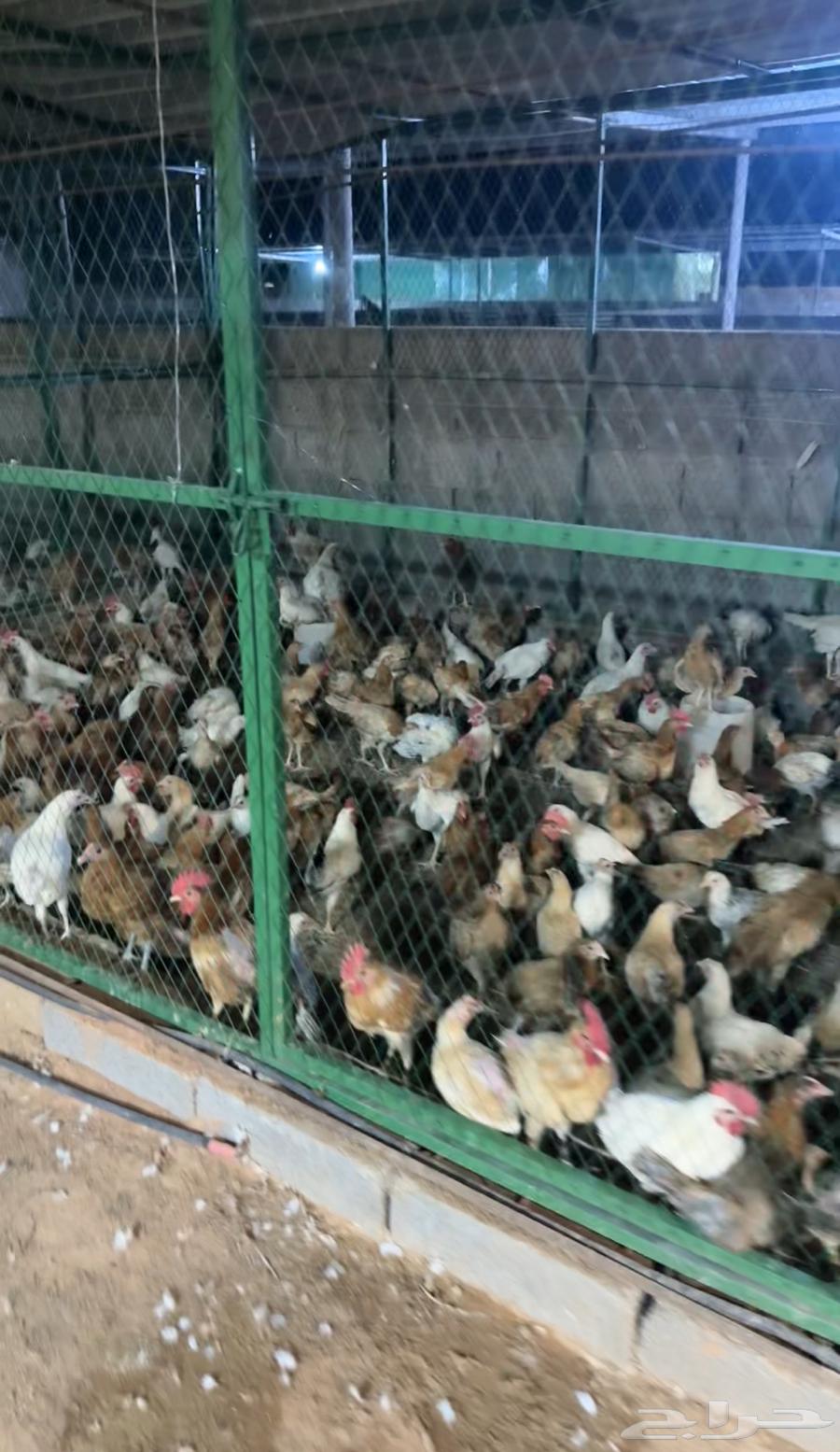 دجاج بلدي بشاير الاعمار من 3 اشهر الى 4 اشهر64397339643138110