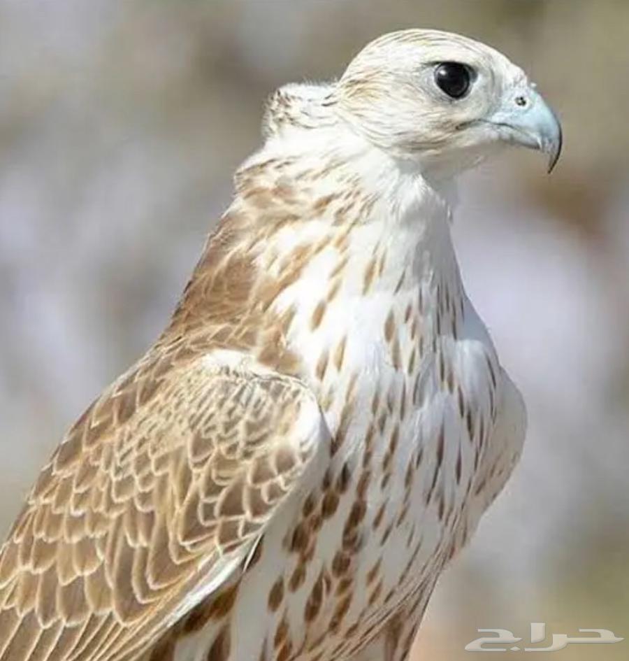 مطلوب طير64397144522114110