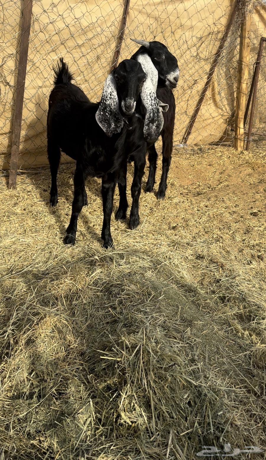 Kfu Stem Cells Frozen64395268870658110