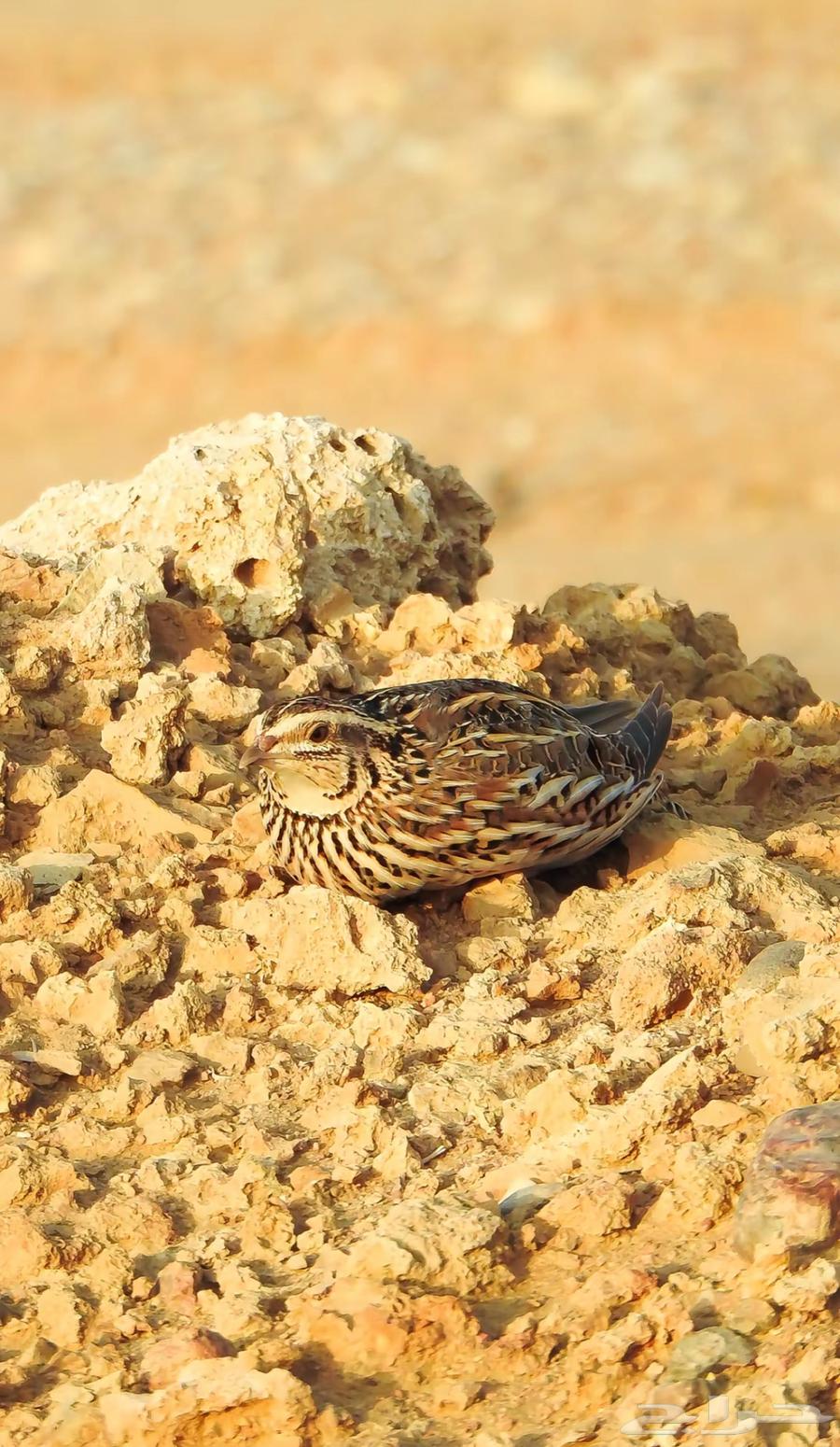 سمان حي.64398465144578110