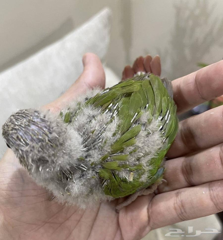 فروخ كنيور64397464772609110