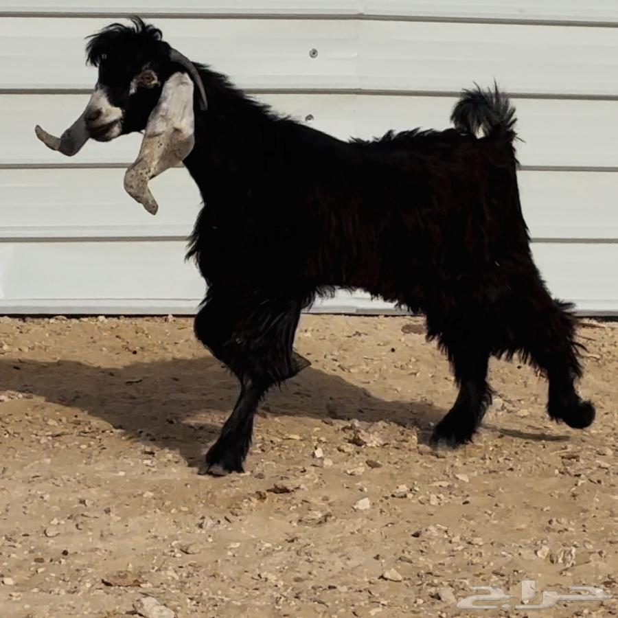 تيس فحل عارضي طيب64391259389186112