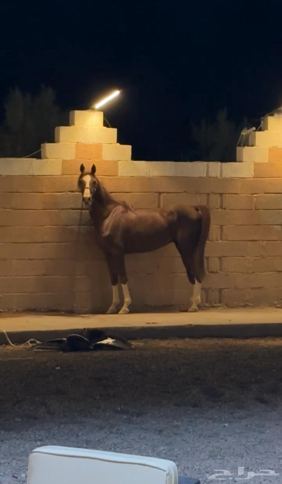 خيل شعبي من فواخر الخيل64392868413698110