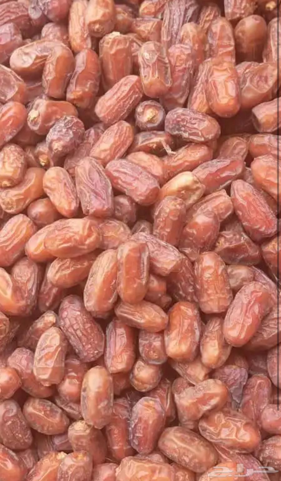 مزرعة يوجد فيها 550 نخلة صفري لبيع64394992882178110