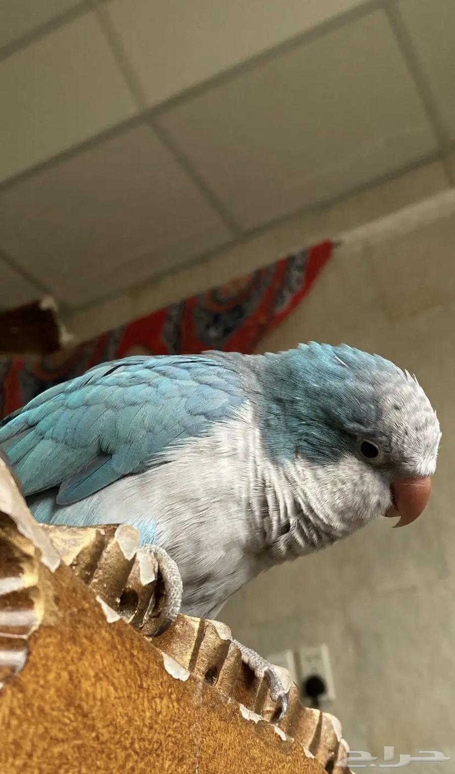 كويكر تربيه ذكر64393224700418110