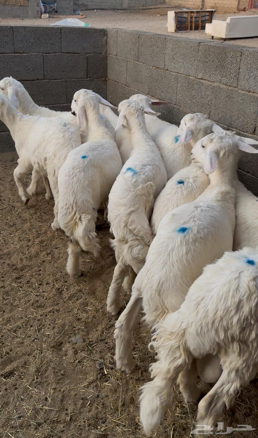 Sheep for sale, one pen64399828750081112