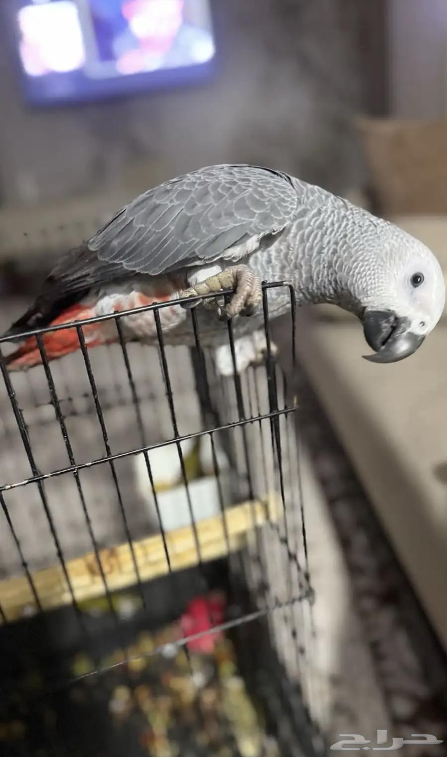 helmet64394317242499113