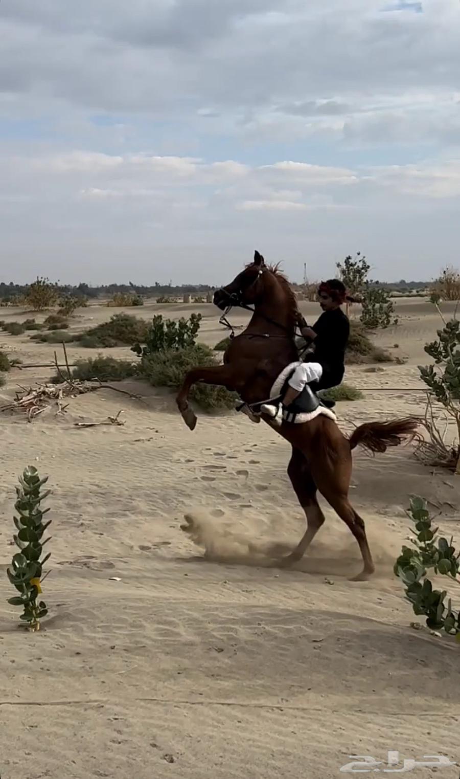 حصان للبيع64391357646465112