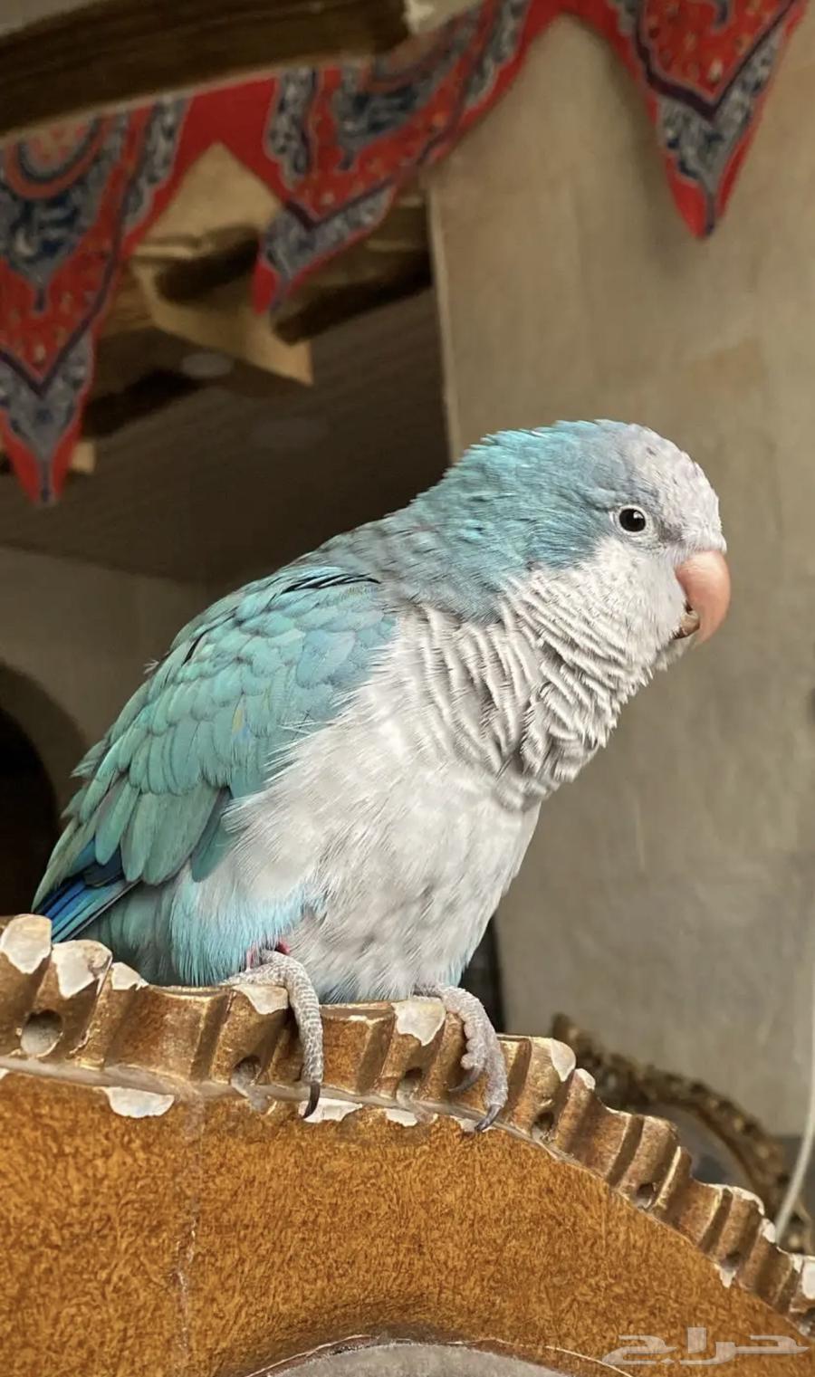 كويكر تربيه ذكر64393224700418111