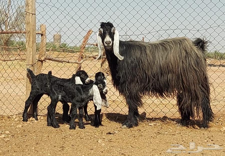 بيعت الله يبارك له عنز هارضيه فاخره حدره ثلاث64399577581826111