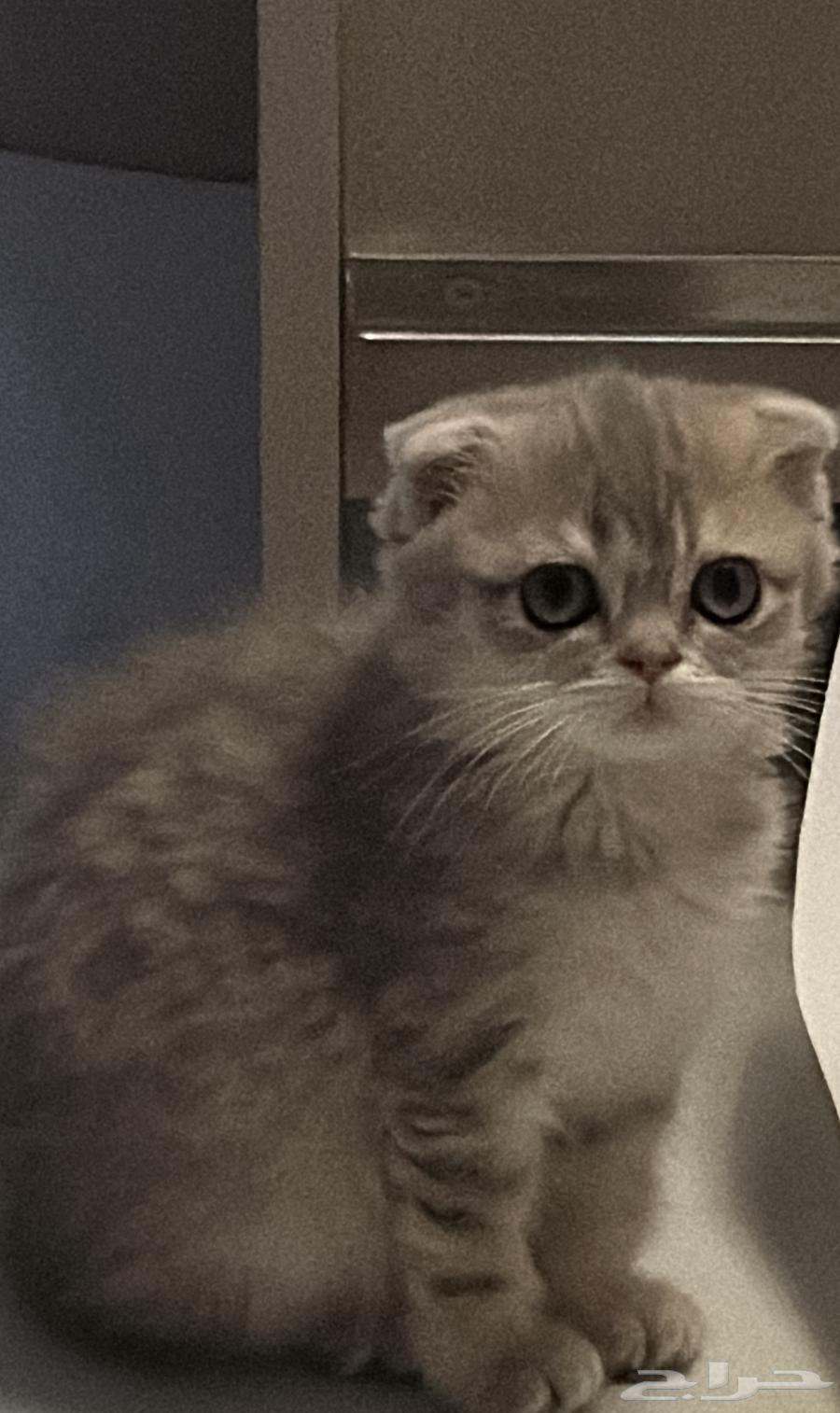 قطط سكوتش للبيع مستعجل64399271976195114