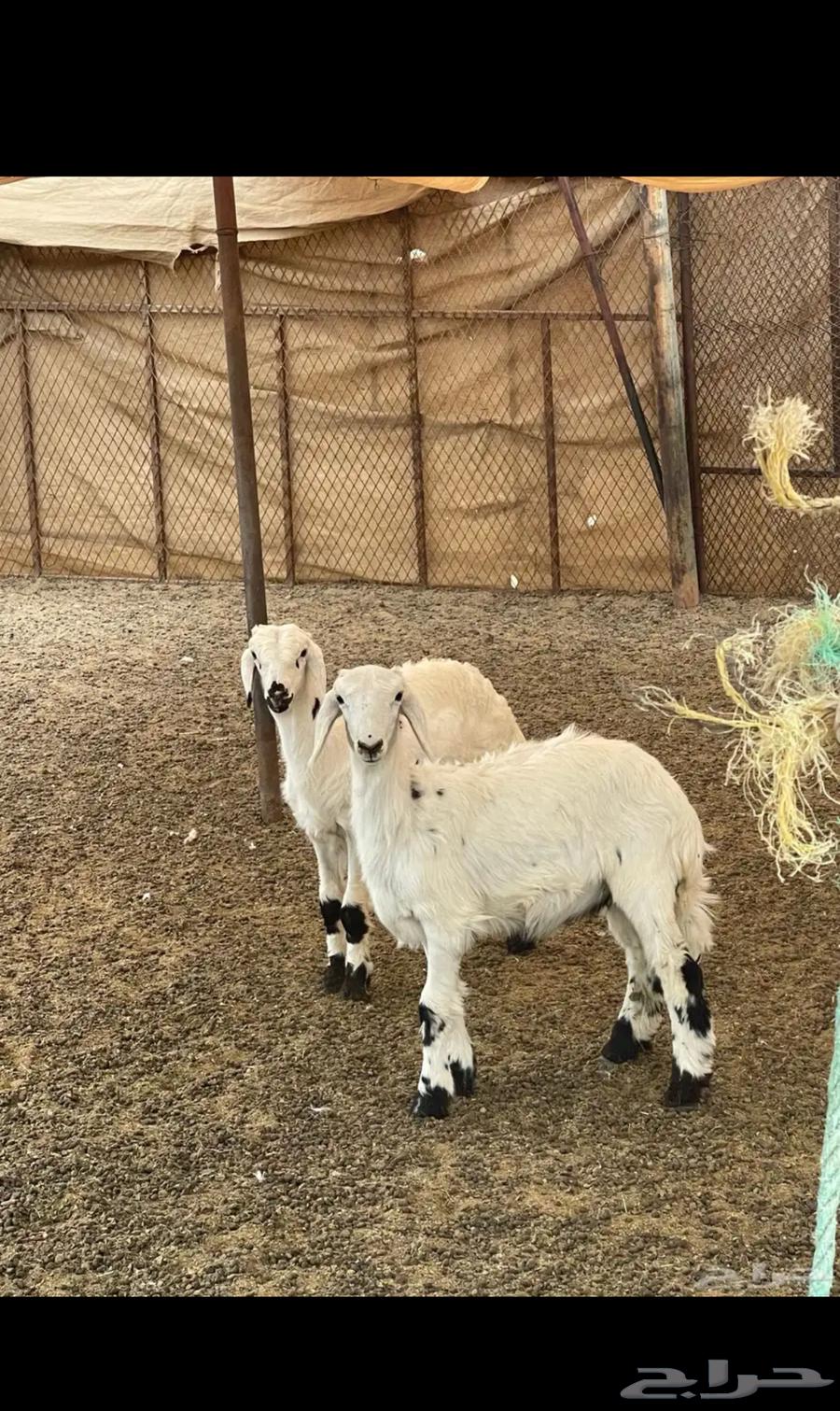 طلي و رخل للبيع64399995596545110