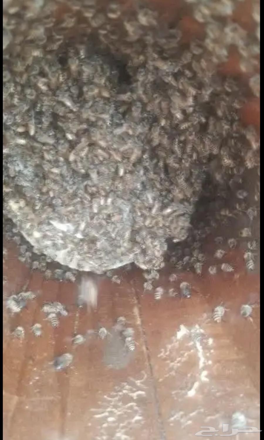 نحل بلدي للبيع64393142450049110