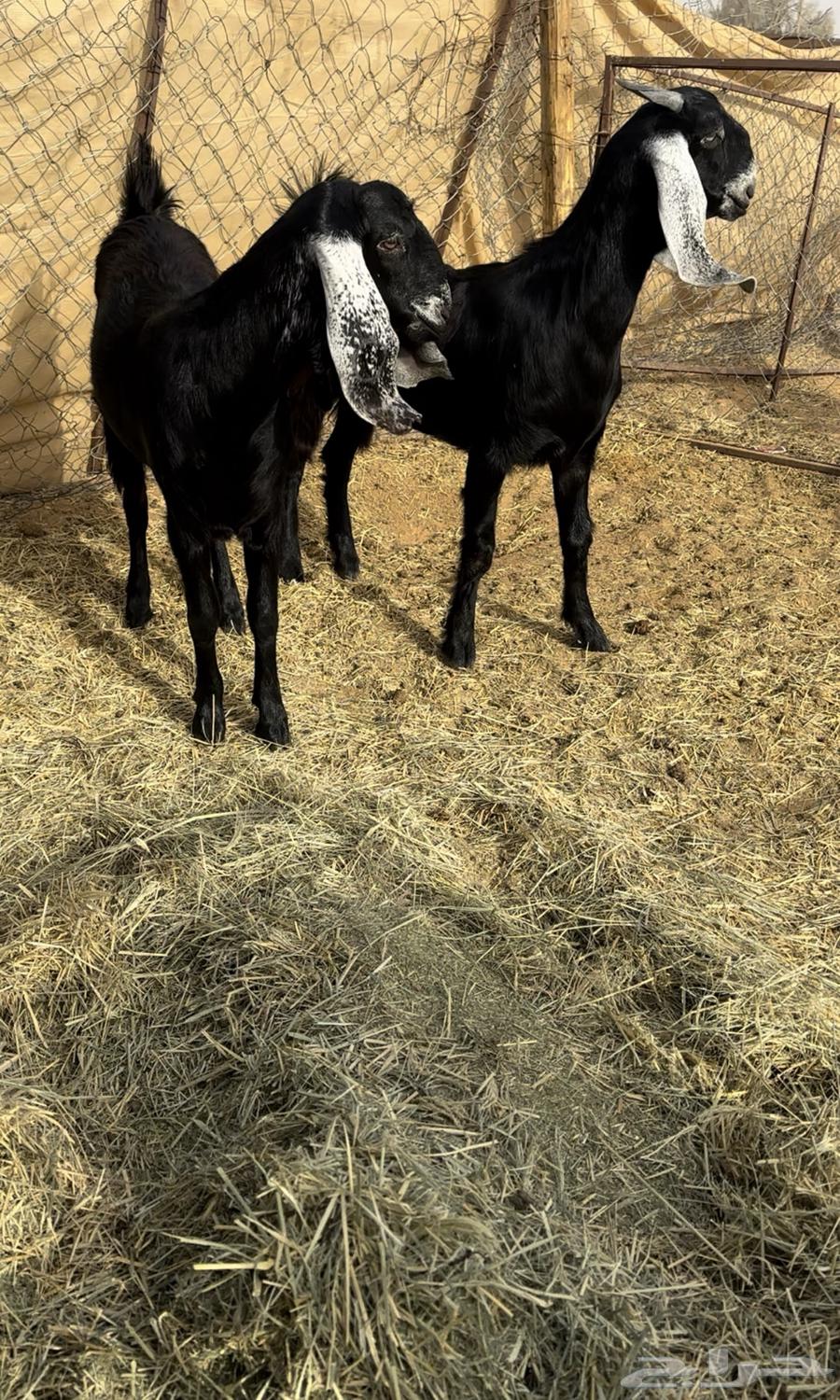 Kfu Stem Cells Frozen64395268870658112