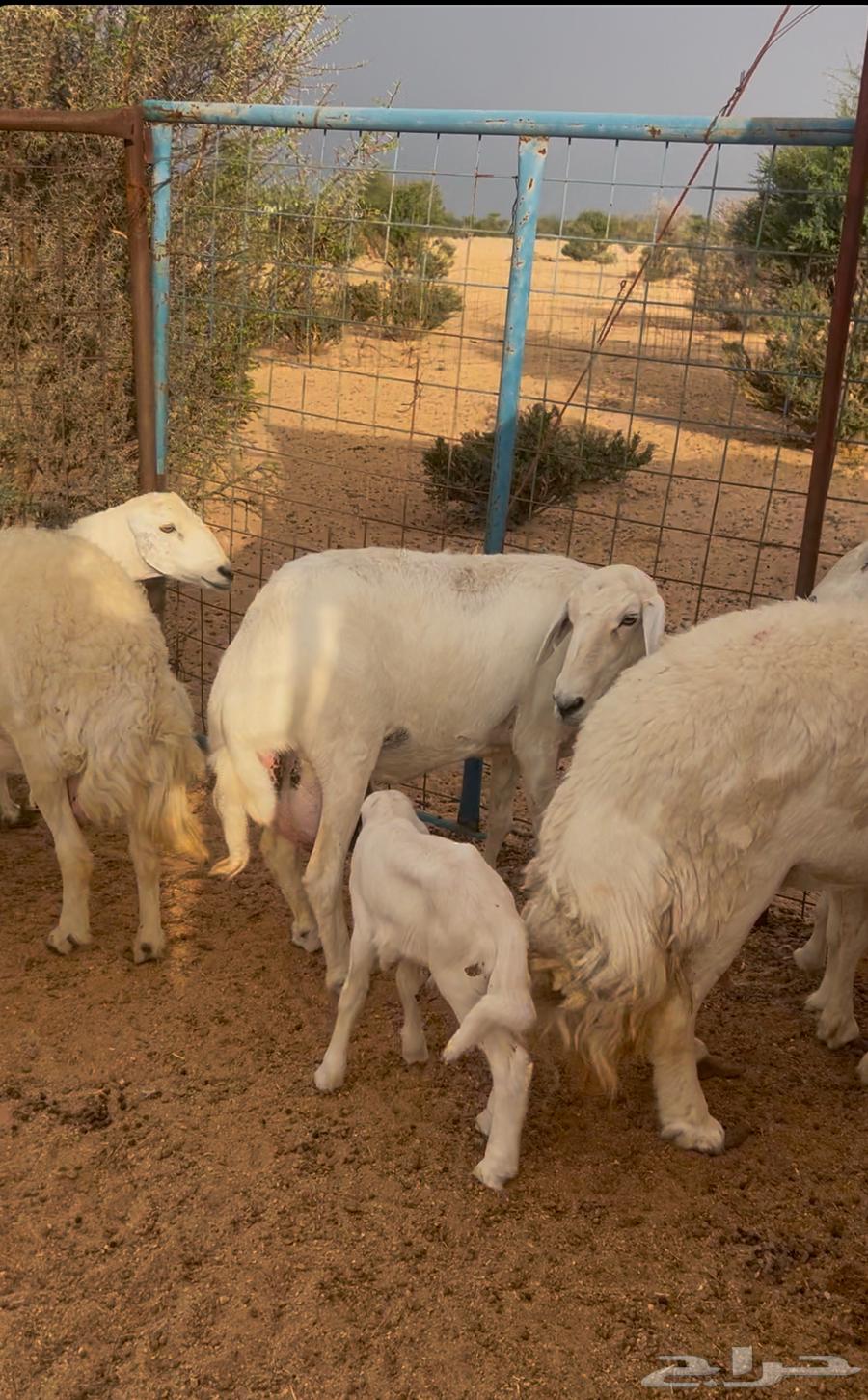 Four Khalafat Sheep64396547648514112