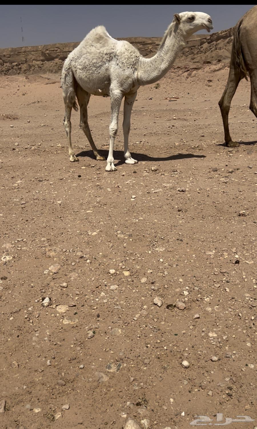 بكرة وقعود بواتل المفاريد طيبه ب الحيل64392841333891111