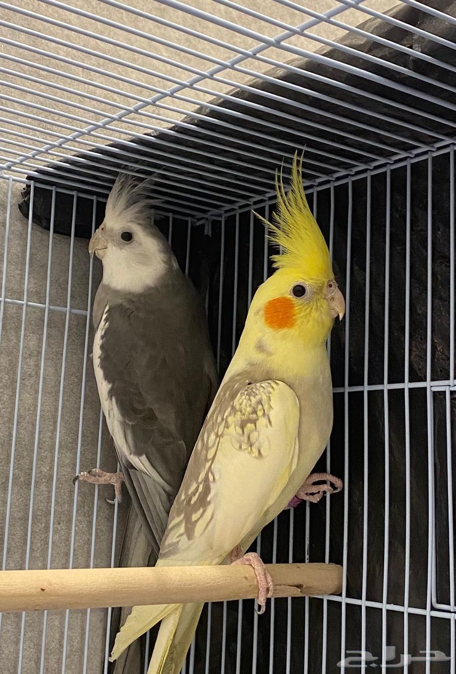 للبيع زوج كروان هولندي وباكستاني منتج64393444900866112