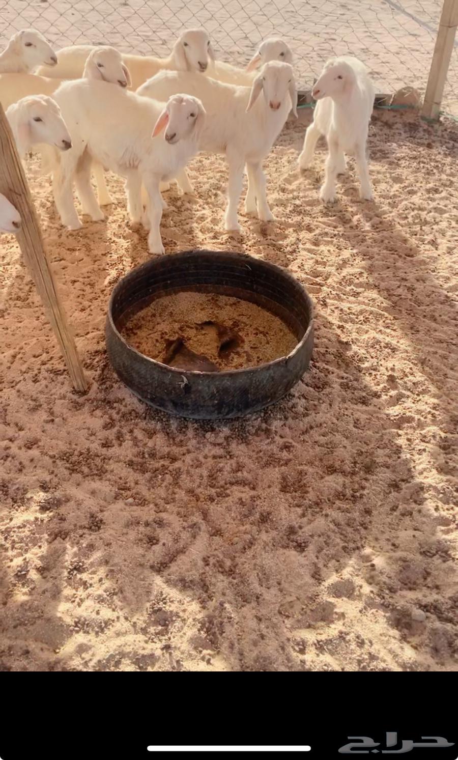 بهم تربيه64400786073987111