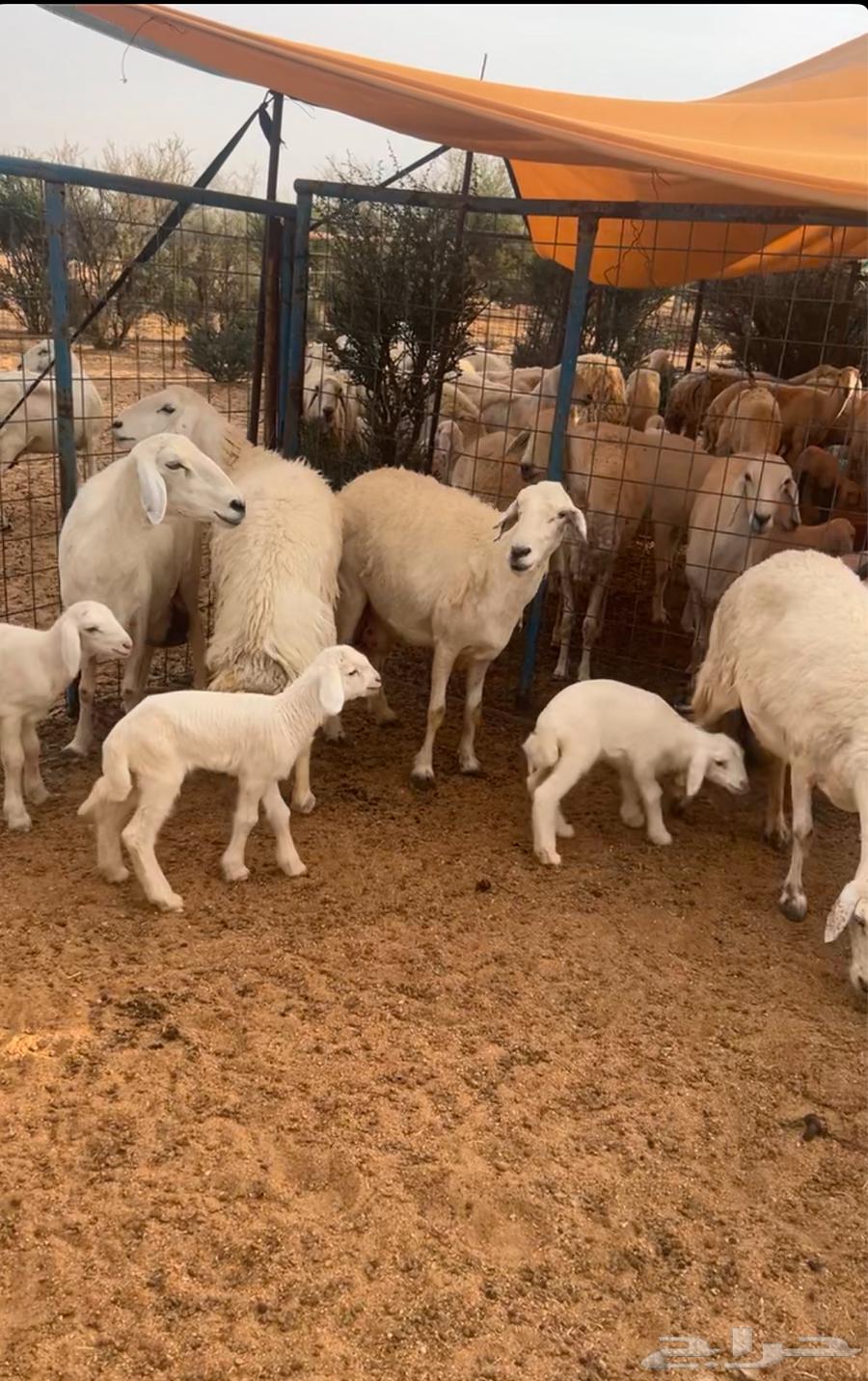Four Khalafat Sheep64396547648514111