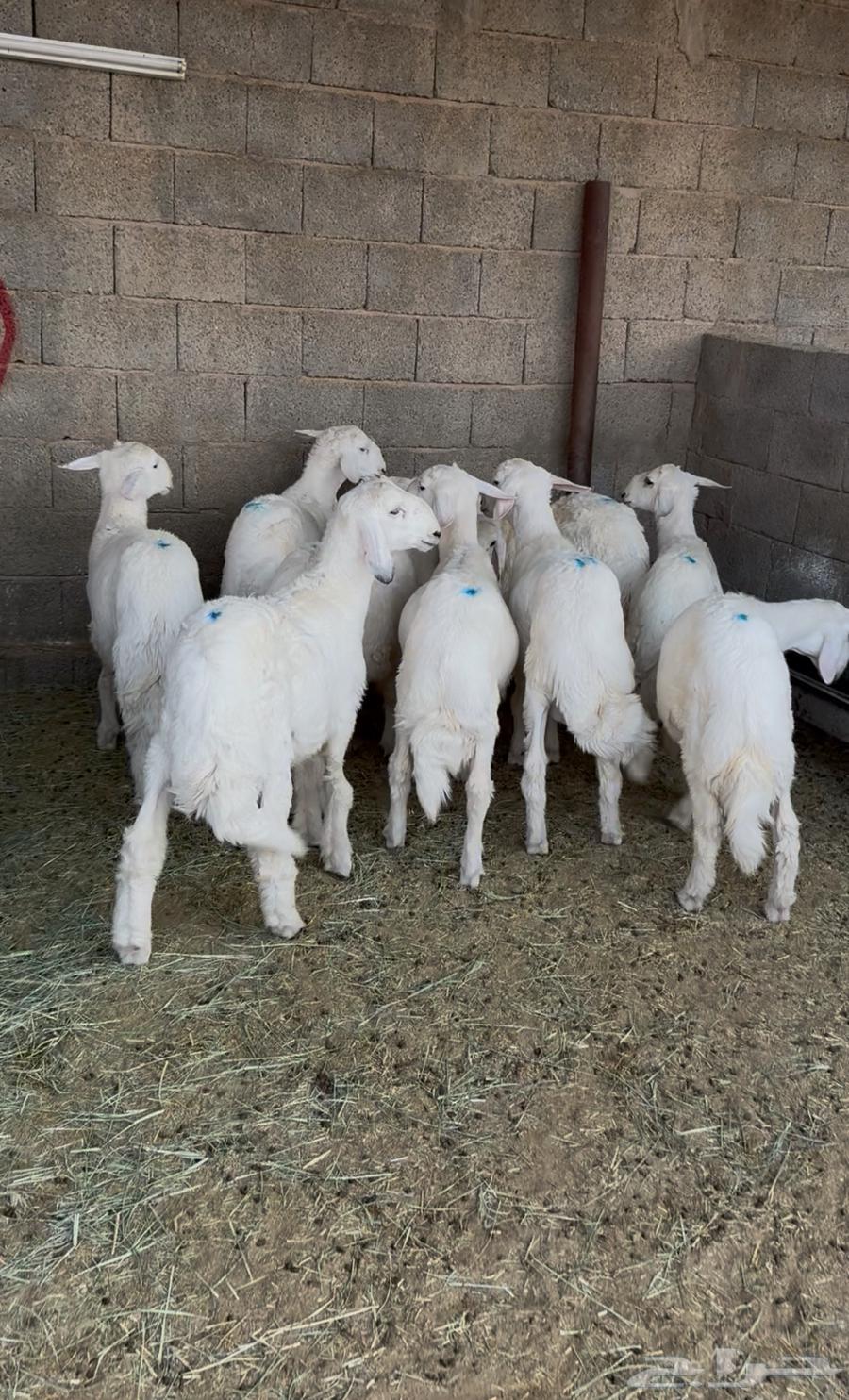 Sheep for sale, one pen64399828750081113
