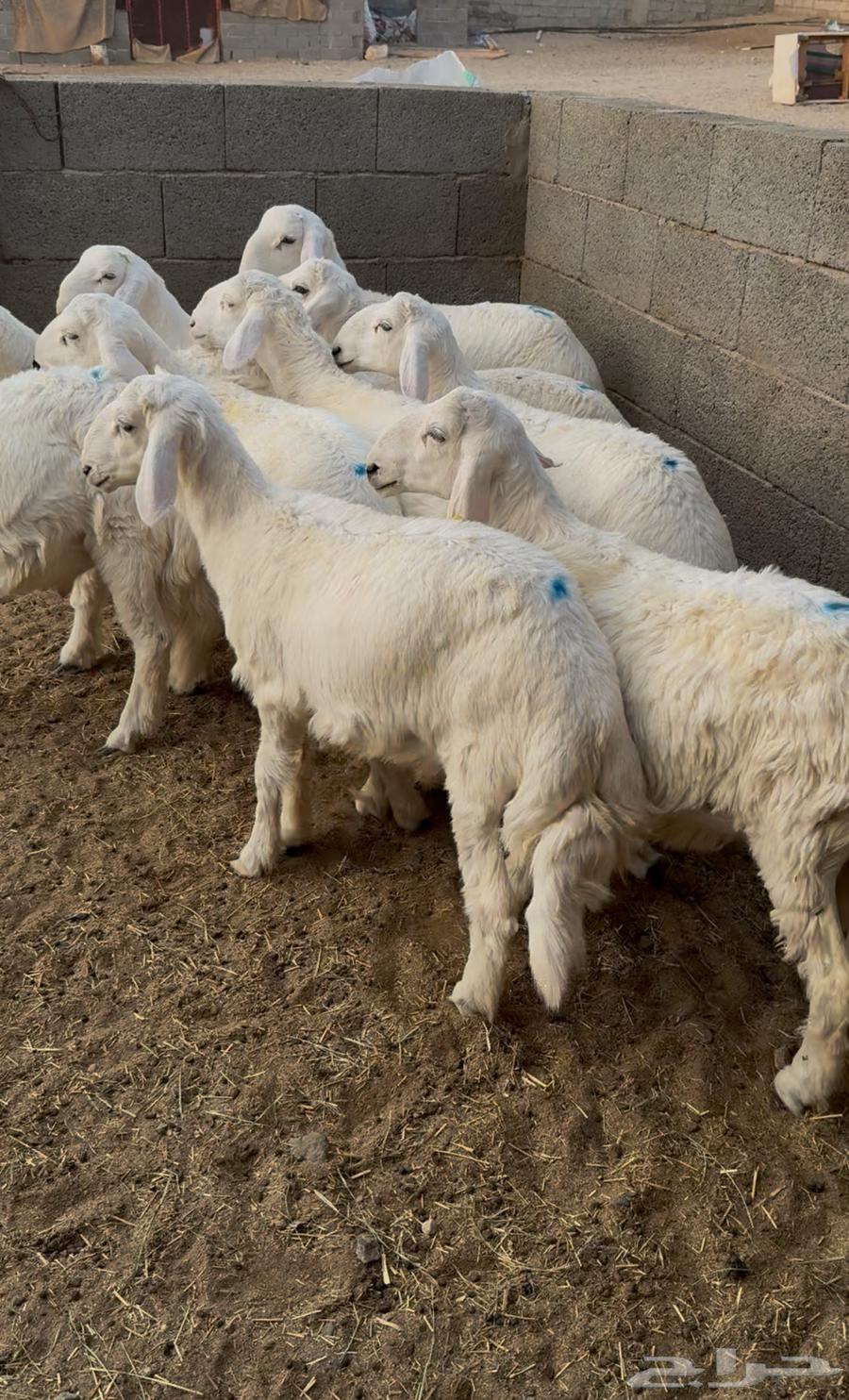 Sheep for sale, one pen64399828750081110