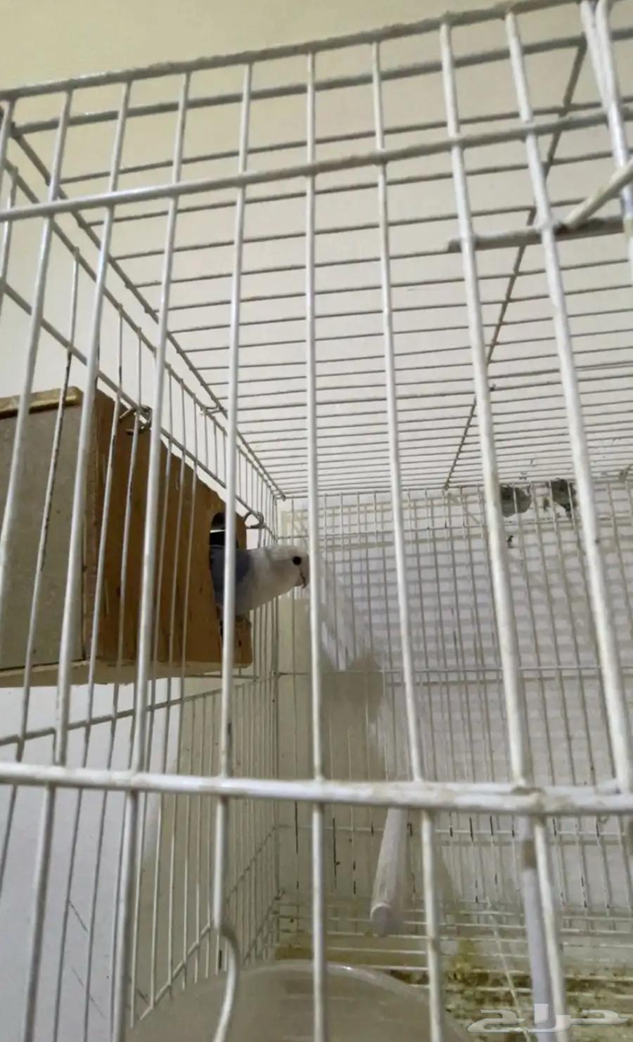 جوز روز منتج64393417627265110