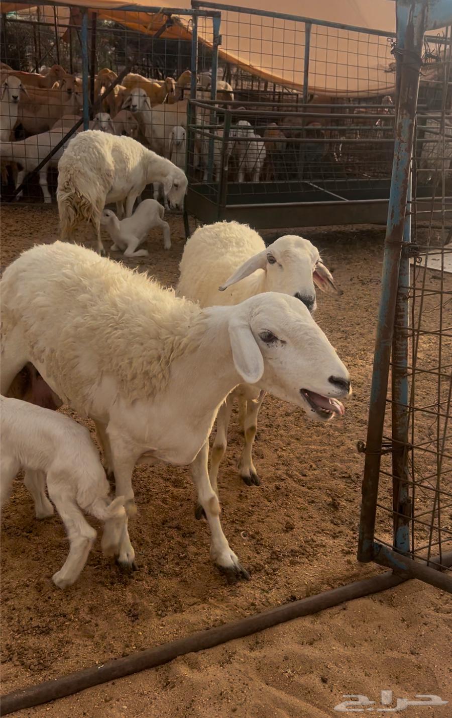 Four Khalafat Sheep64396547648514110