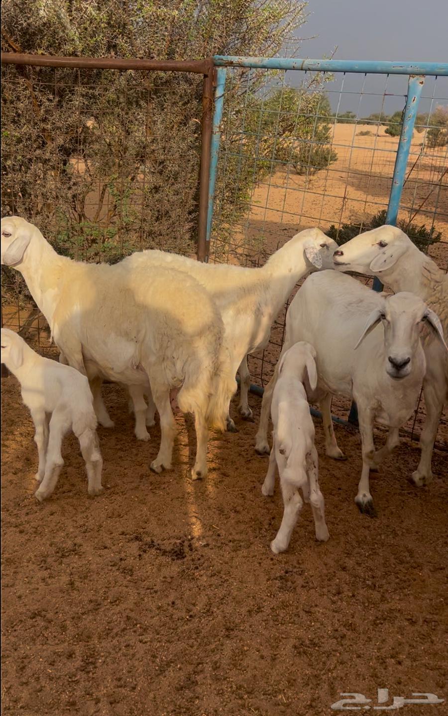 Four Khalafat Sheep64396547648514113
