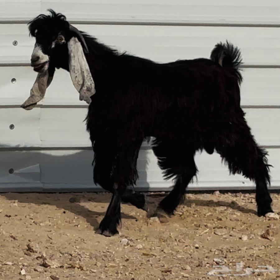 تيس فحل عارضي طيب64391259389186110