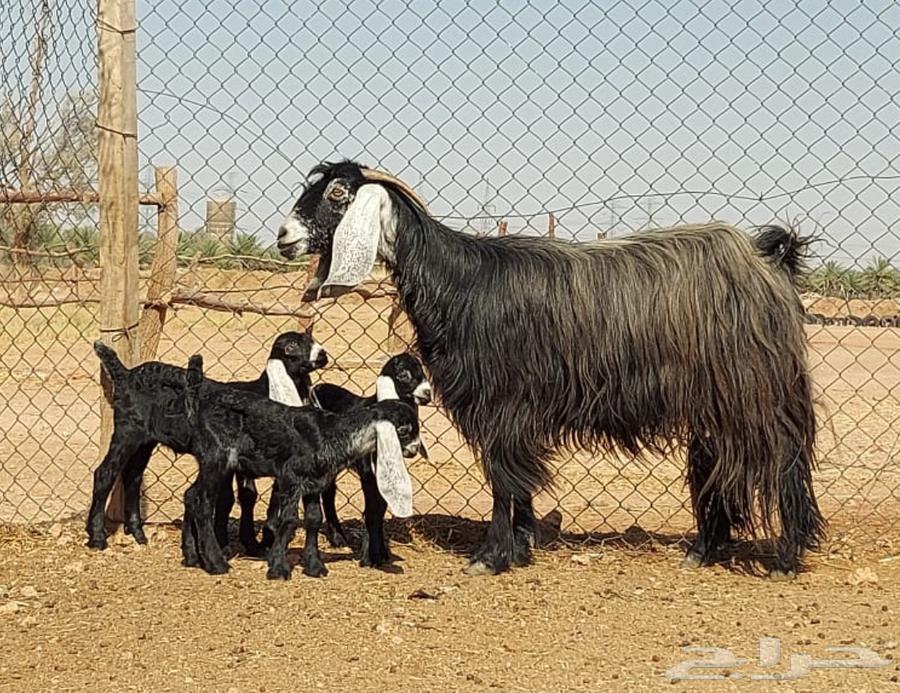 بيعت الله يبارك له عنز هارضيه فاخره حدره ثلاث64399577581826110