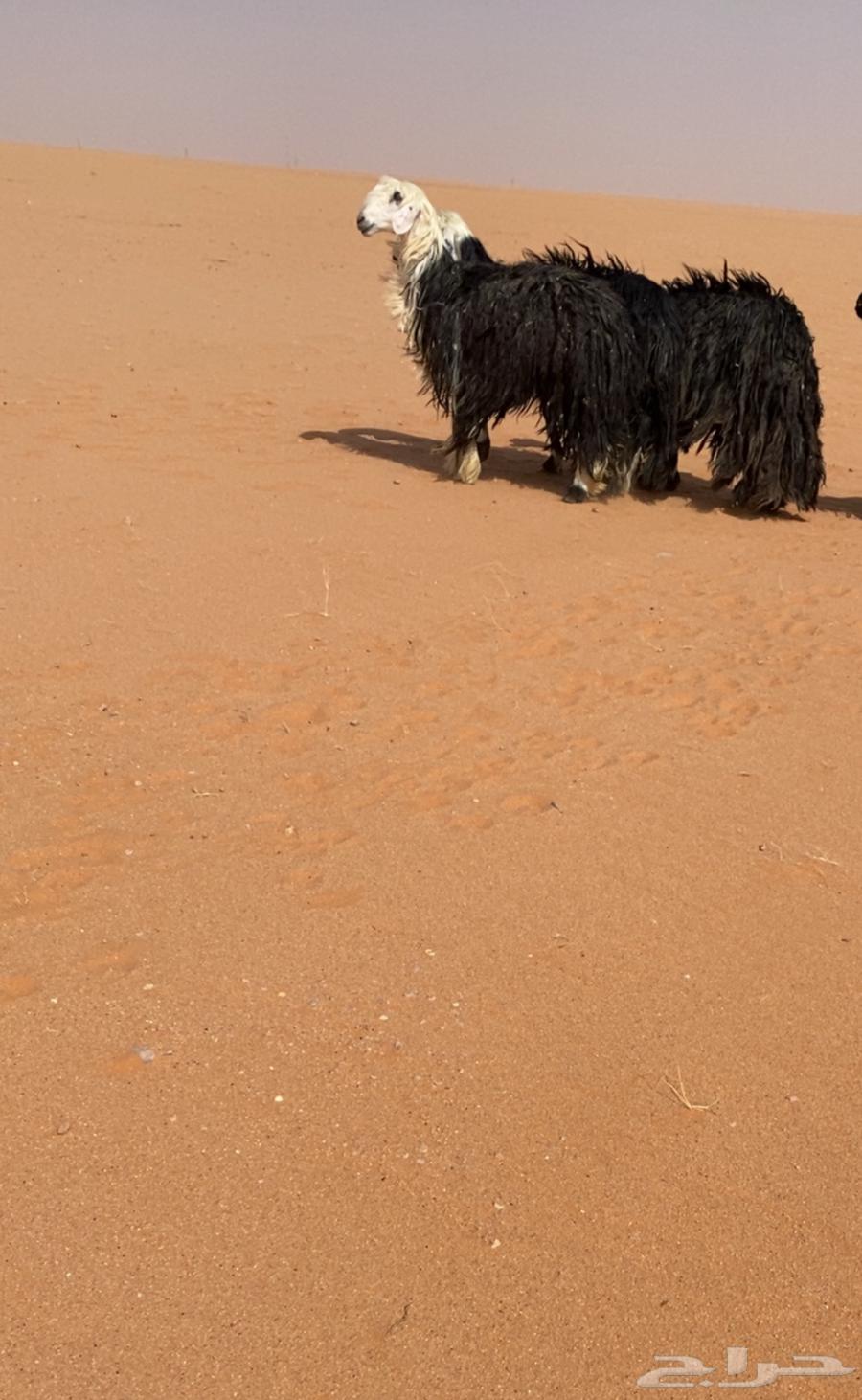 للبيع غنم نجد طيبه64398061349761110