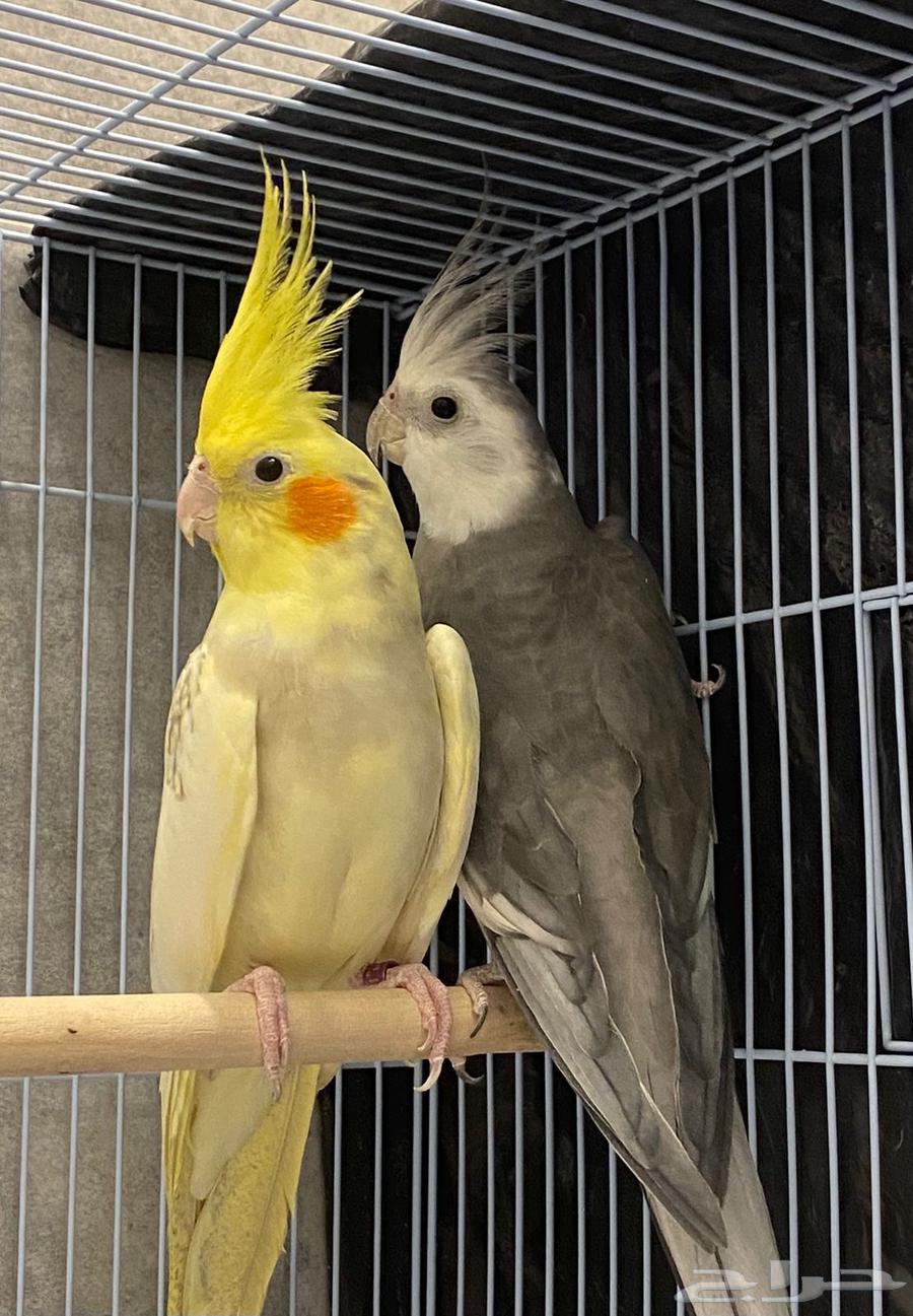 للبيع زوج كروان هولندي وباكستاني منتج64393444900866113