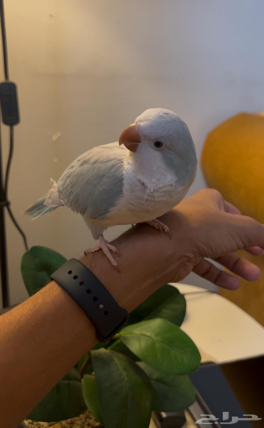 ببغاء كويكر الليف جدا مع اغراضه64399521798274110