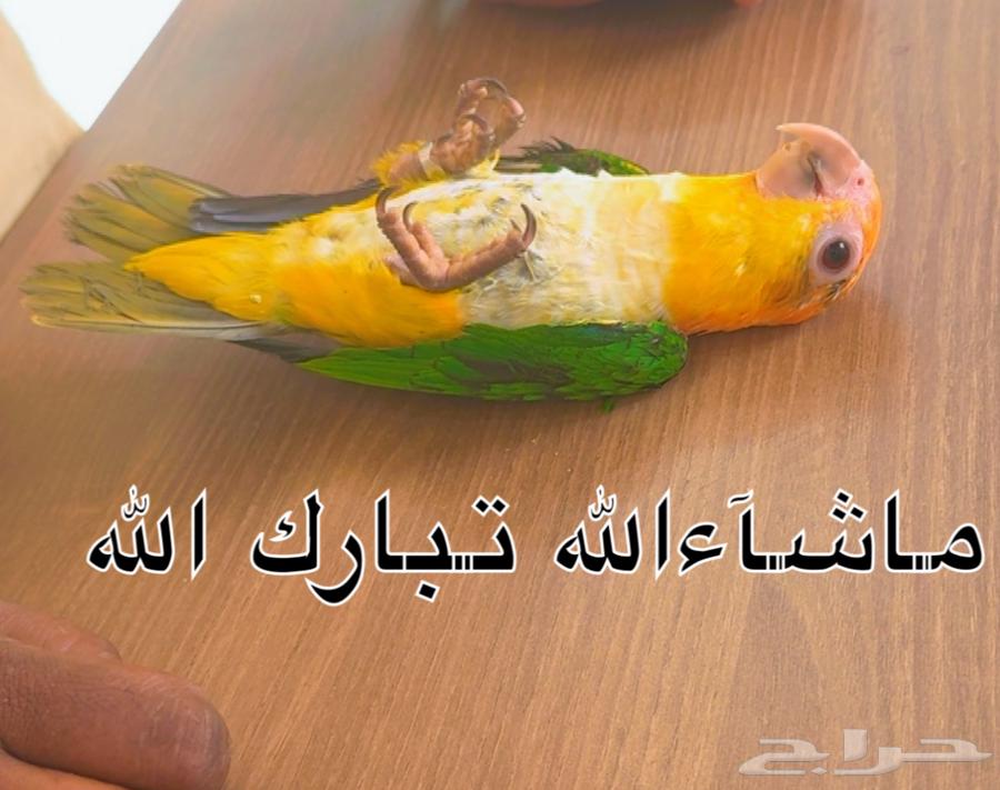 فروخ كايك قرين ثايد وكايك وايت بلي64394758655873110