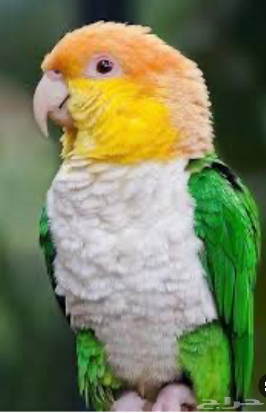 فروخ كايك قرين ثايد وكايك وايت بلي64394758655873113