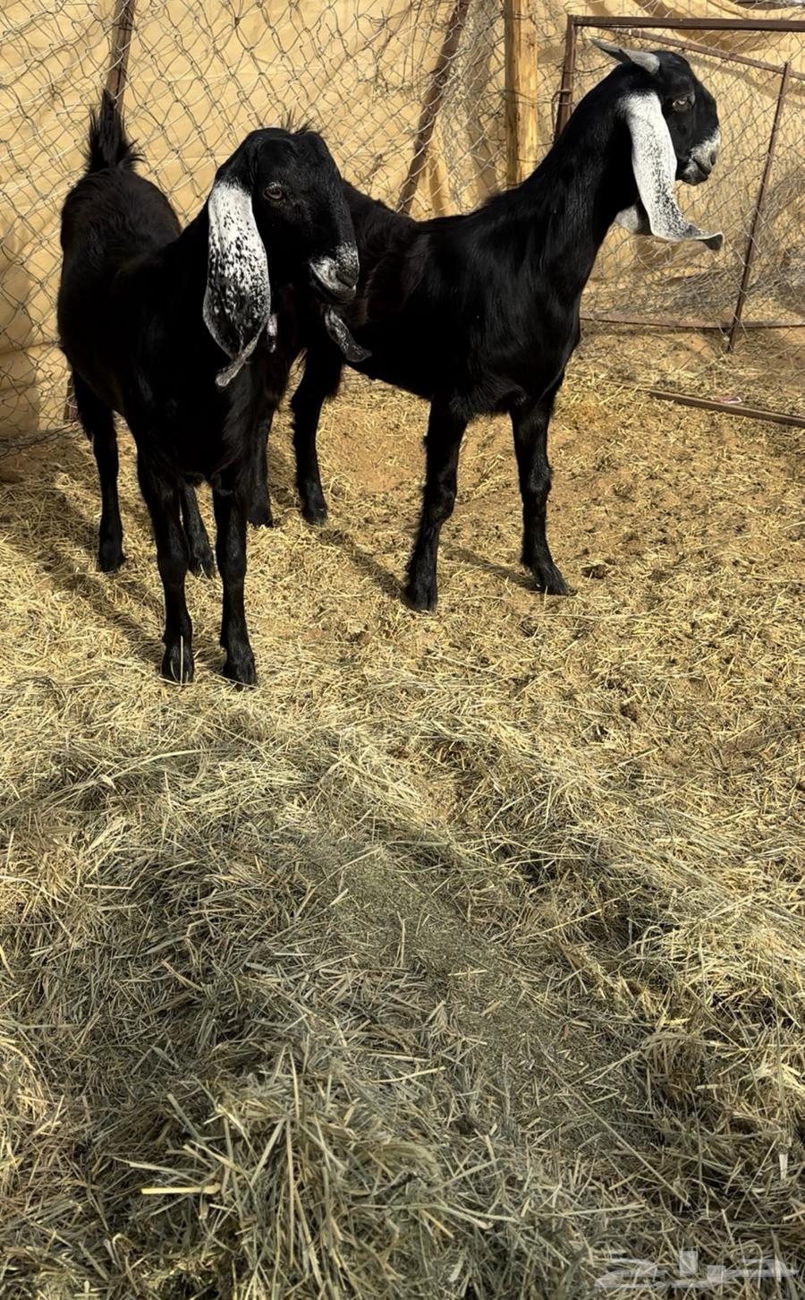 Kfu Stem Cells Frozen64395268870658111