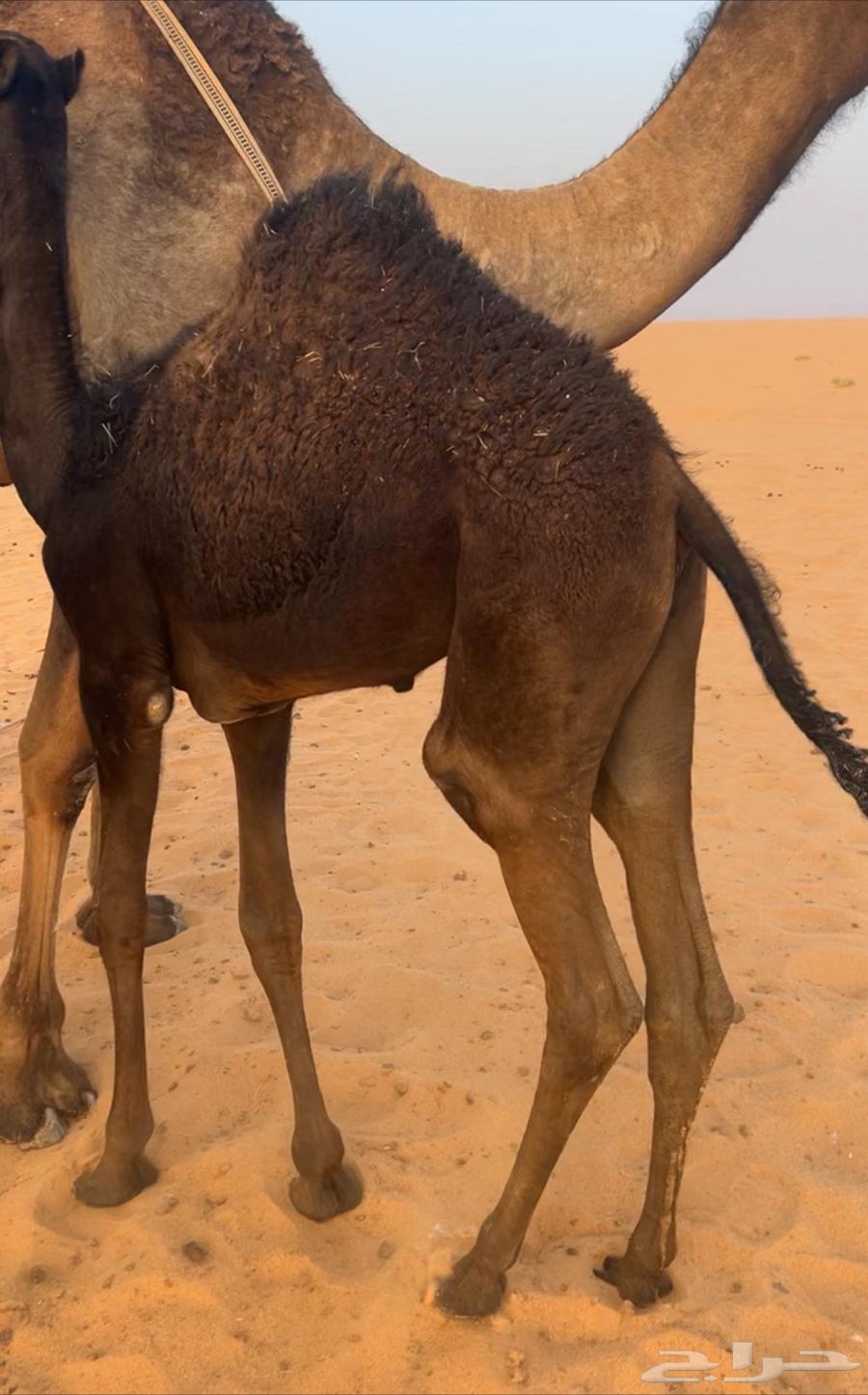 حيران قصب للبيع64412210990849113