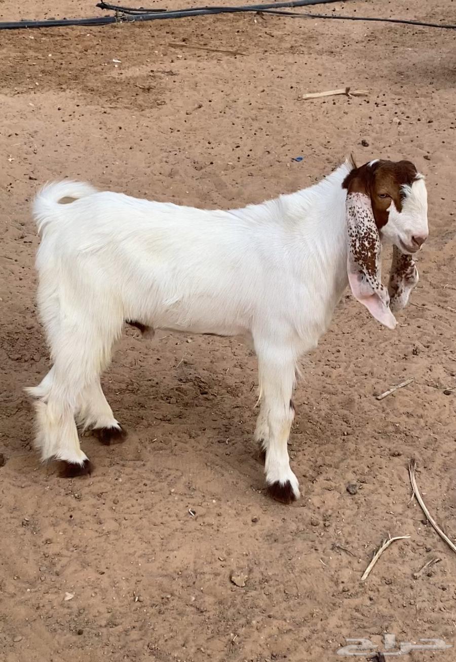 تيوس للبيع64377506061698111