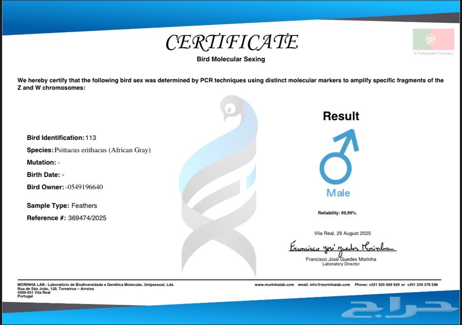 كاسكو اليف ذكر مع شهادة تحليل64401063556353114